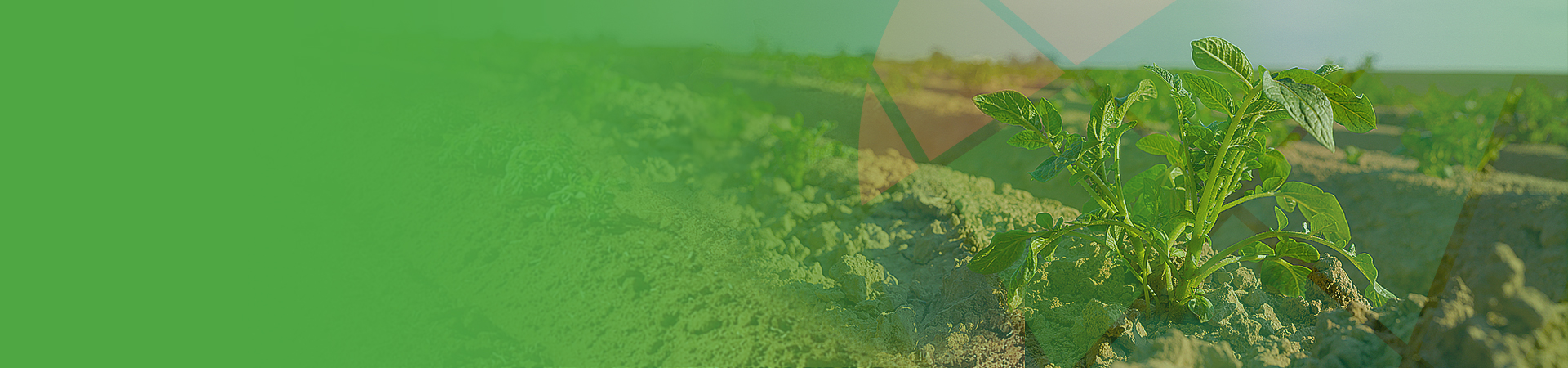 Growing Potatoes - Potato Farming Solutions | Agremo