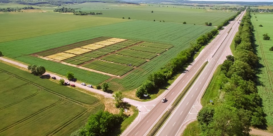 Crop variety testing using drones to measure canopy cover