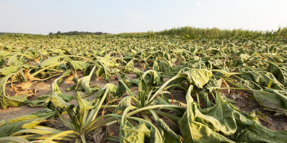 Using Drones to Spot Disease and Weed Infestations in Sugar Beet