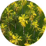Palm Oil Tree