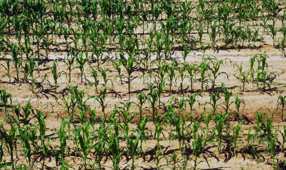 Drought Detection in Precision Farming