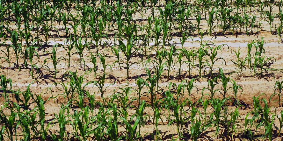 Drought Detection in Precision Farming