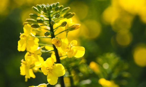 Cutting-Edge Drone Technology for Assessing Flowering Levels and Improving Yield in Canola and Rapeseed