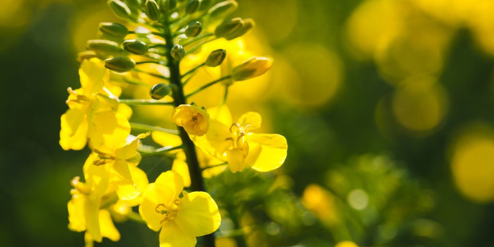 Cutting-Edge Drone Technology for Assessing Flowering Levels and Improving Yield in Canola and Rapeseed