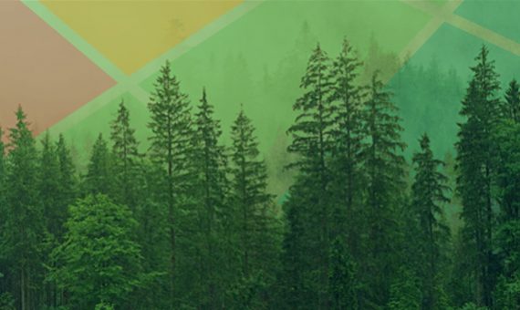 Timber Farming