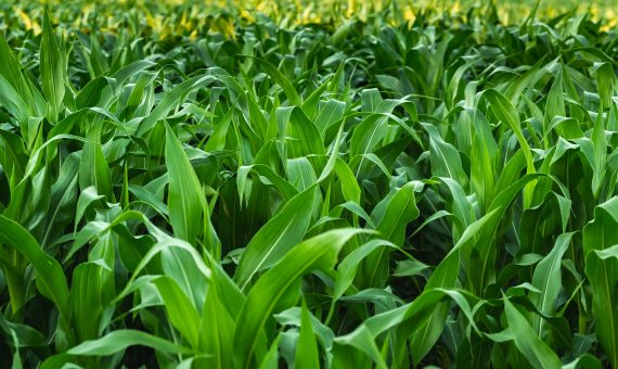 The Ultimate Seasonal Guide to Corn Farming & Drones