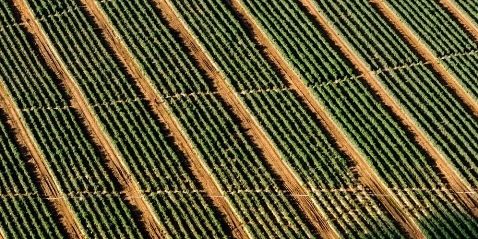 Fly Me to the Field: How Remote Sensing Helped a Grower Spot 26% Lower Crop Rates and Recoup Planting Costs