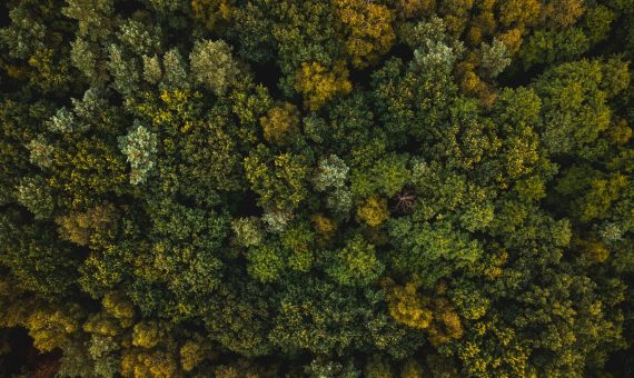 3 Reasons why Forestry Companies Use Drones to Determine Tree Stocking Levels