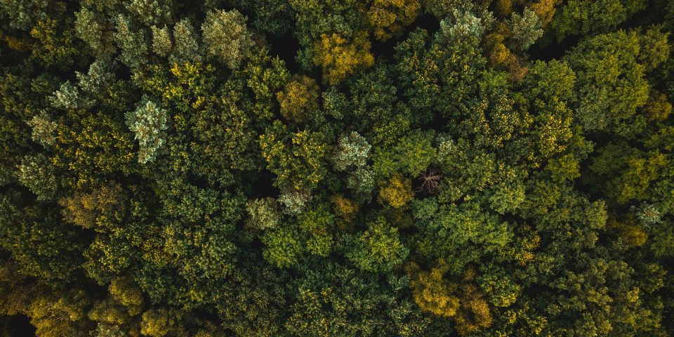3 Reasons why Forestry Companies Use Drones to Determine Tree Stocking Levels