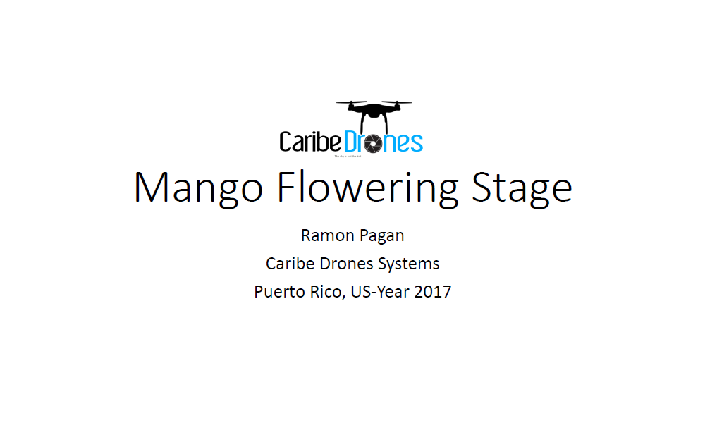 mango-flowering-stage