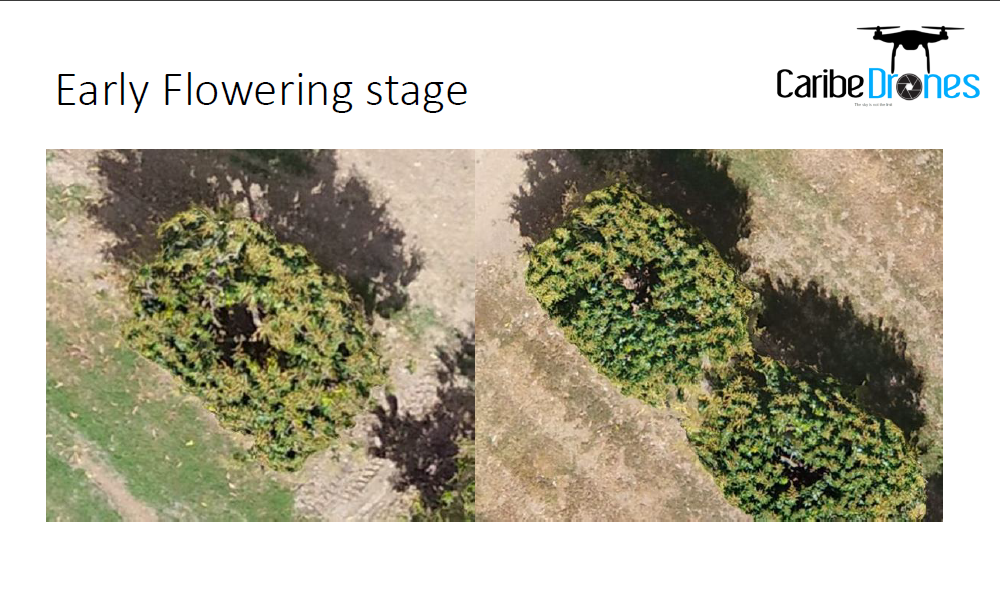 flowering-analysis