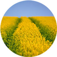 Canola