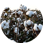 Cotton