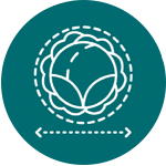 Plant Count and Size