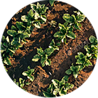 Sugarbeet