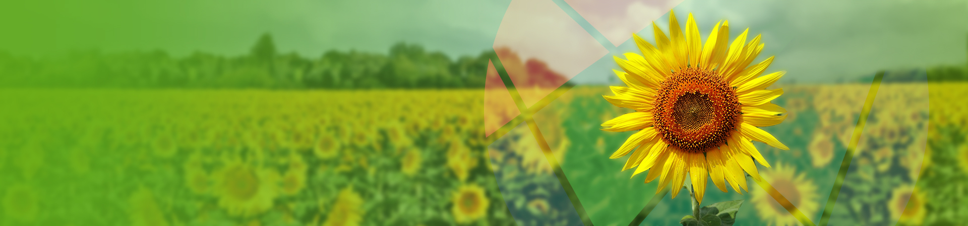 Growing Sunflower - Sunflower Analytics Solutions - Agremo