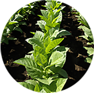 Tobacco