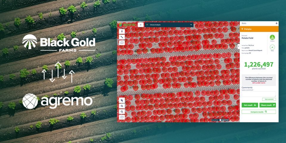 How Black Gold Farms uses Agremo’s Plant Counting to optimize potato production