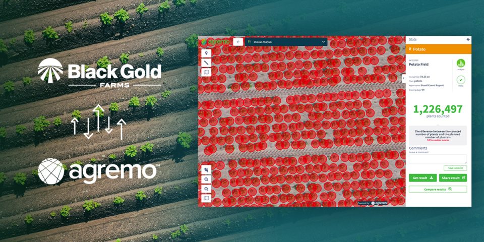 How Black Gold Farms uses Agremo’s Plant Counting to optimize potato production