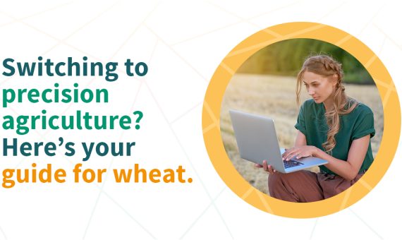 How to improve wheat production?