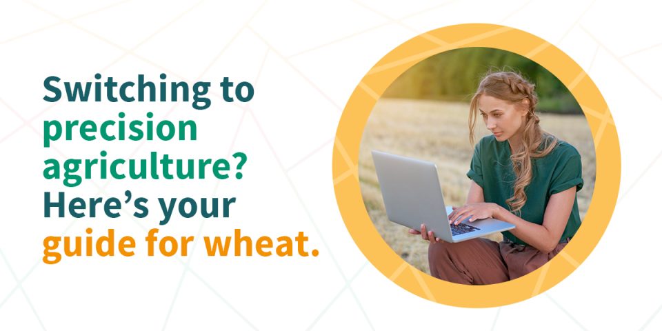 How to improve wheat production?