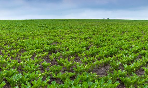 Herbicide Savings in Sugar Beet- A 16% Success Story