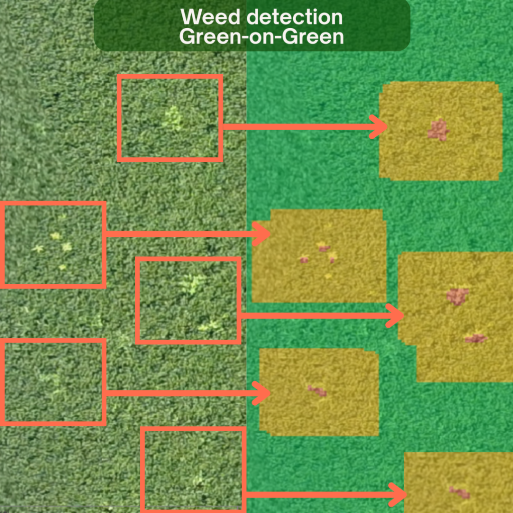 Weed detection green-on-green Weed detection green-on-green