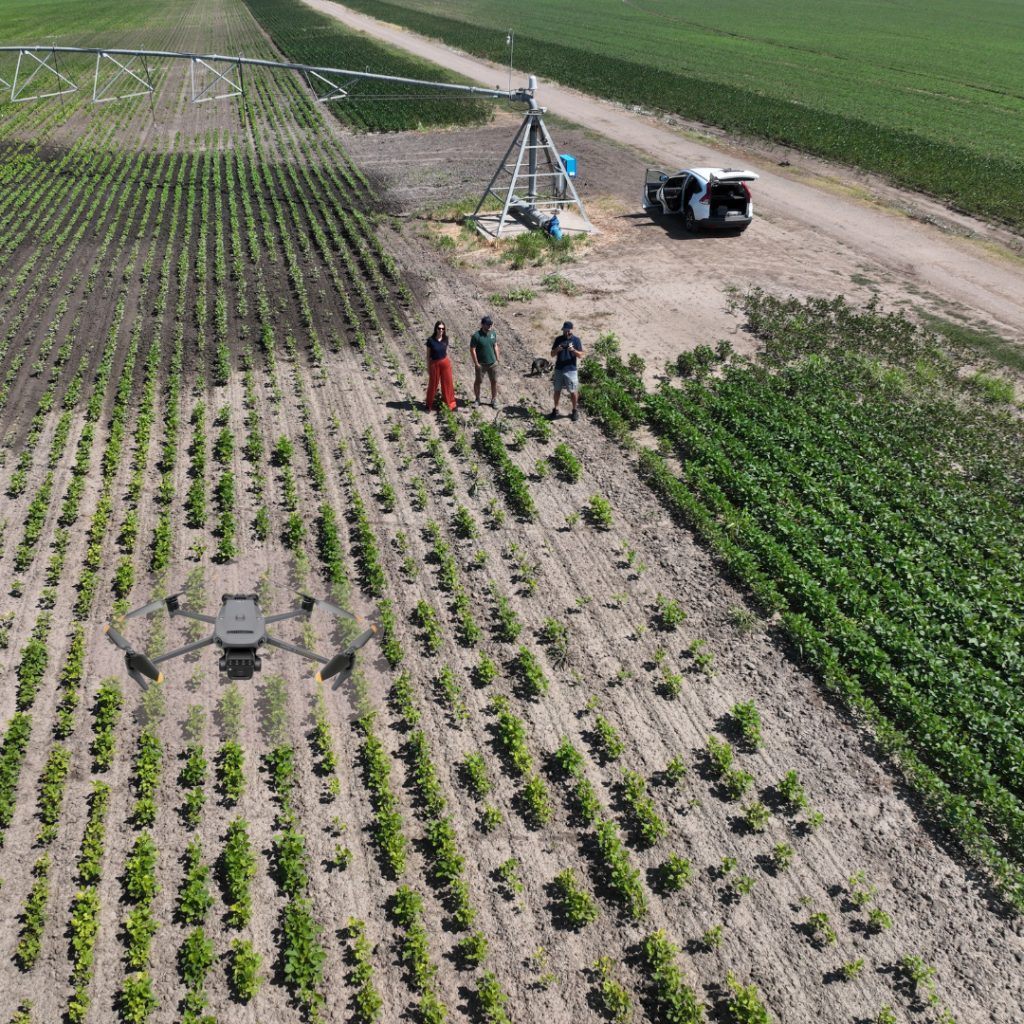 Soybean, Agremo Stand Count, DJI