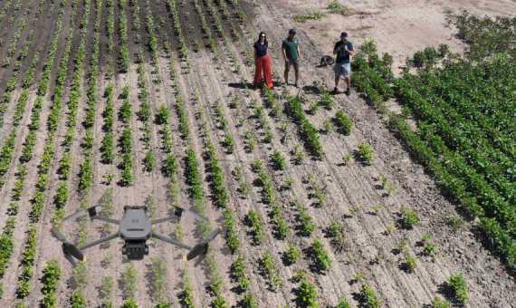 Avoid Yield Loss | Use Stand Count to Optimize Replanting