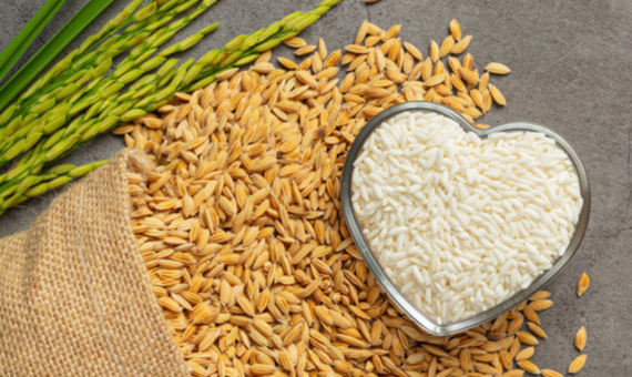 AI-Powered Rice Yield Estimation with 97% Accuracy