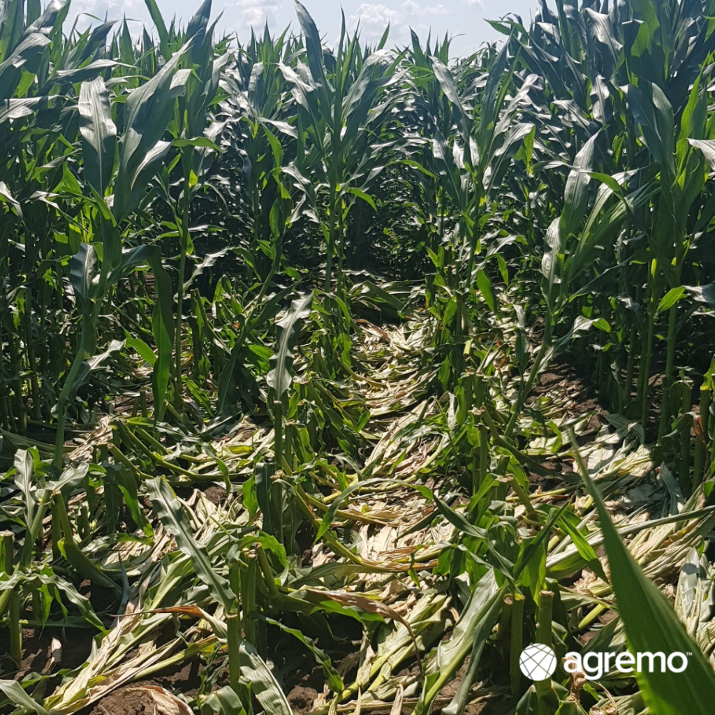 Green Snap detection in Corn Green Snap detection in Corn