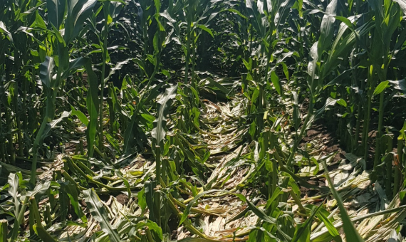 Green Snap Detection in Corn After Windstorm