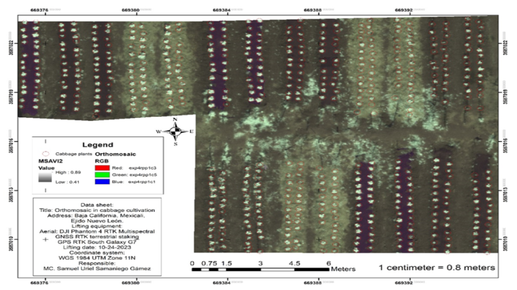 Cabbage plant Counting with Agremo Cabbage plant Counting with Agremo