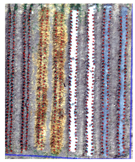 Cabbage - Plant counting with Agremo Cabbage - Plant counting with Agremo