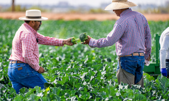 How Organic Farming Cut Field Monitoring Time by 75%