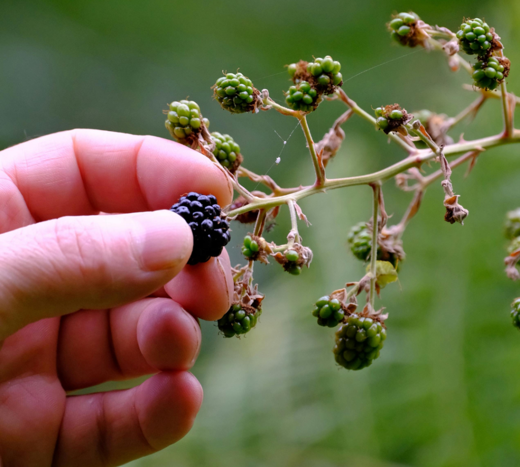 Invasive species detection: blackberry