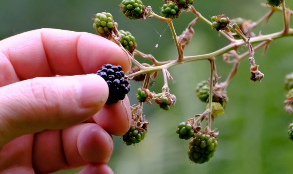 Invasive Species Detection in Pasture | Blackberry