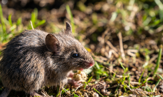 Rodent Damage Detection: How to Save Yield, Time, and Resources