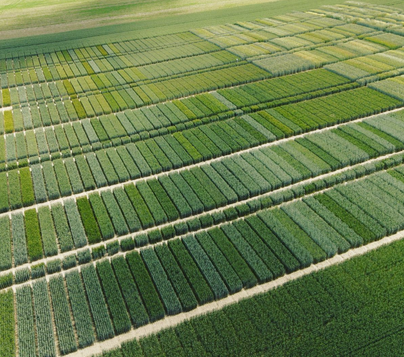 Field trials Staphyt field