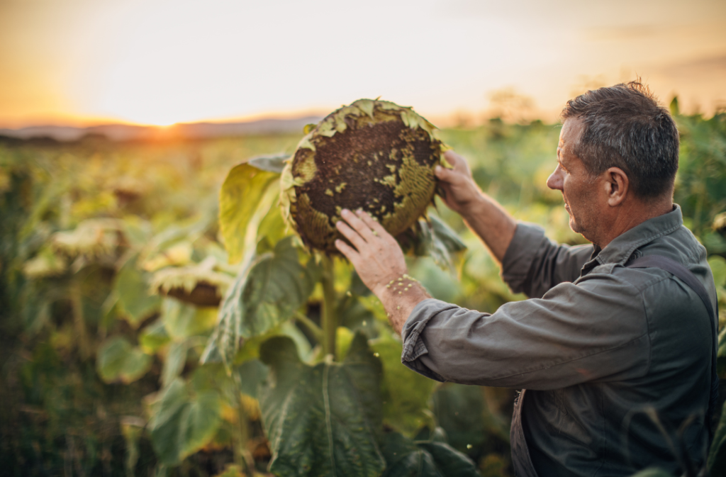 Agremo sunflower - timing for harvesting Agremo sunflower - timing for harvesting