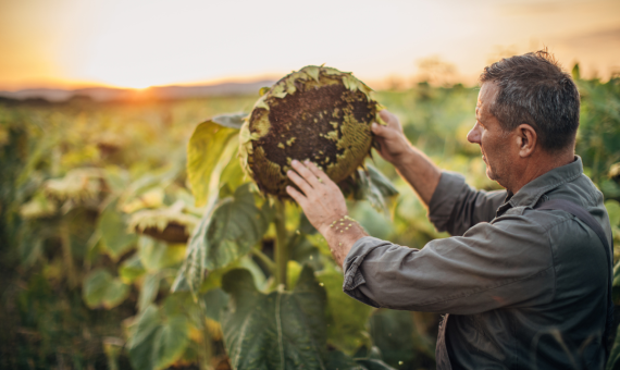 How to Determine the Best Time to Harvest Sunflowers