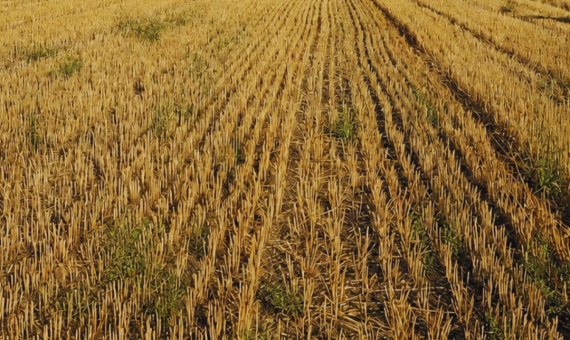 How Weed Detection Cut Herbicide Use by 65% in Wheat Stubble