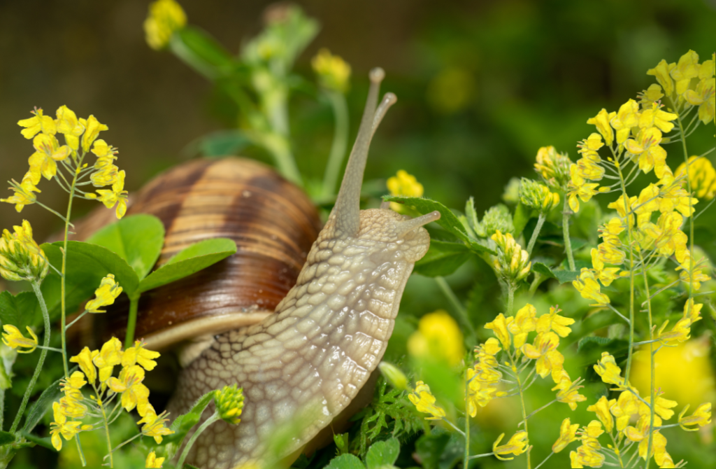 Agremo - Snail in Canola