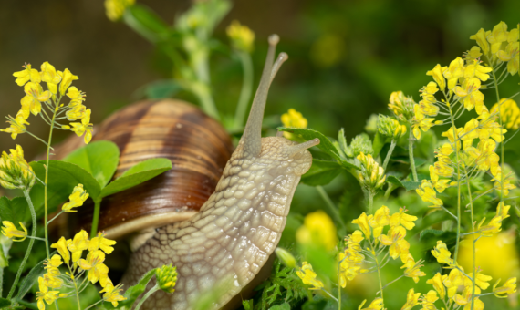 Snail Damage Recovery: 18.9% Less Fertilizer in Canola