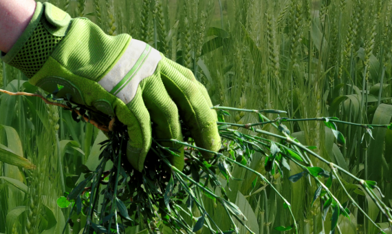 Broadleaf Weed Detection in Wheat Saves 72% on Herbicide
