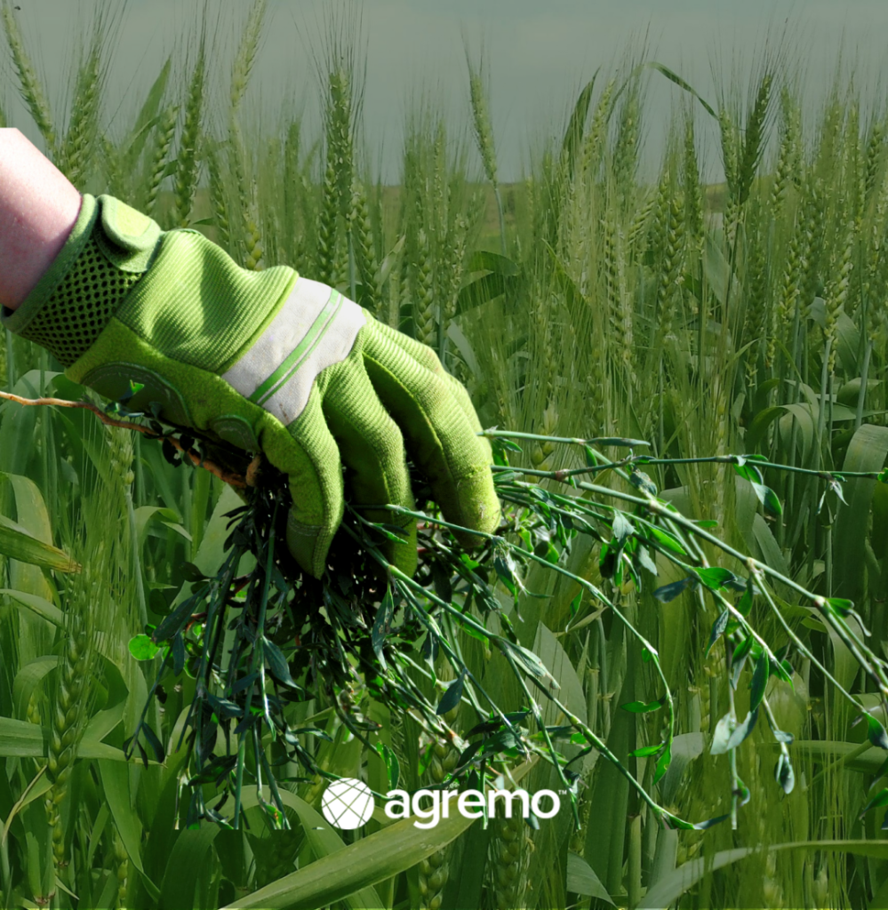Agremo Weed detection in Wheat