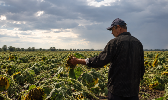 AI-Powered Crop Damage Assessment After a Storm